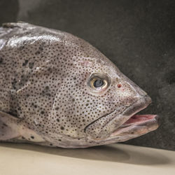 Close-up of fish