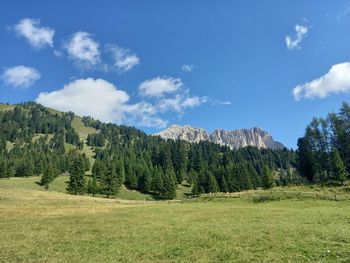 Scenic view of pine trees against sky