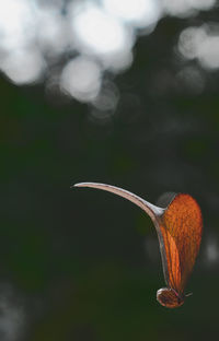 Close-up of red flowering plant