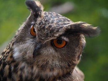 Close-up of a owl