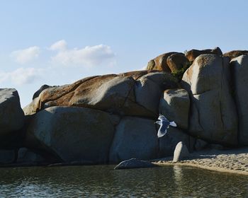 Horse on rock by sea against sky