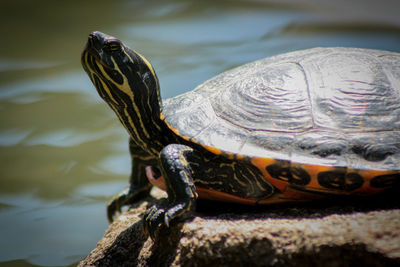 Close-up of tortoise swimming on lake