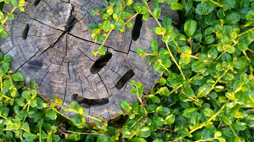 High angle view of lizard on leaves