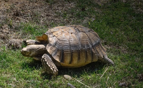 High angle view of tortoise on field