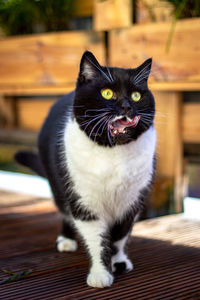 Portrait of cat sitting outdoors