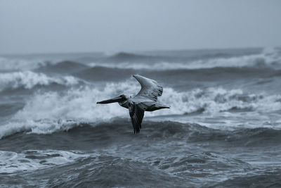 Bird flying over sea against sky