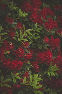 Close-up of red flowers blooming outdoors