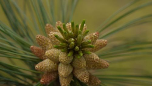 Close-up of flowers