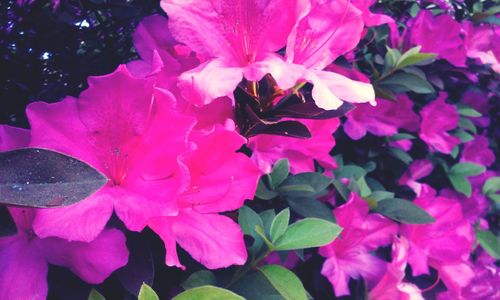 Close-up of pink flowers