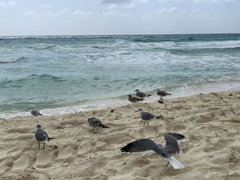 Seagulls on beach