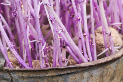 Potato with sprouts in metal bucket outdoors. vegetables prepared for planting.