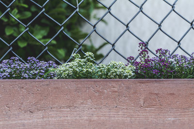 Alyssum flowers. alyssum in sweet colors growing in a brown painted wooden box in the backyard.