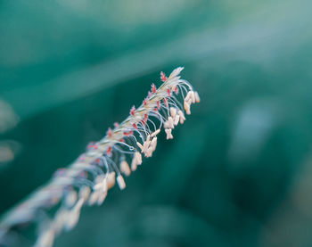 Close-up little flowering plant 