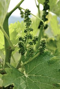 Close-up of grape buds and leaves growing on plant