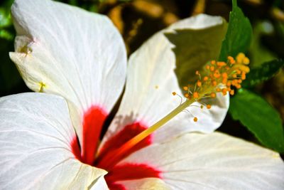 Close-up of white hibiscus flower