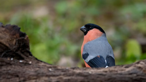 Close-up of bird perching on wood