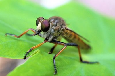 Close-up of insect