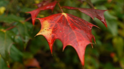 Close-up of red leaves