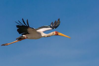 Low angle view of bird flying in clear blue sky