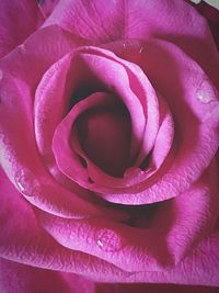 Close-up of pink rose