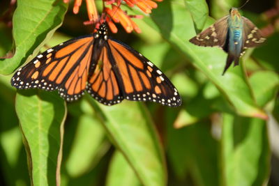 Close-up of butterfly pollinating on leaf