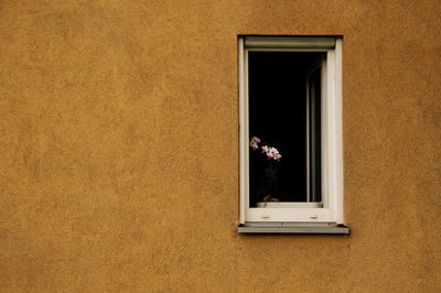 Close-up of potted plant