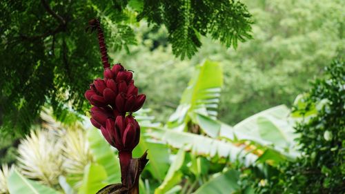 Close-up of red flower growing on plant