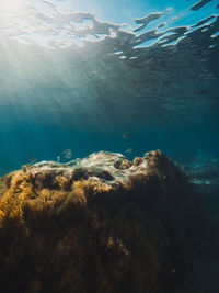 Fish swim among the rocks under the ocean