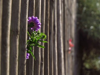 Close-up of purple flowers blooming outdoors