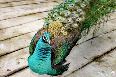 Close-up of peacock