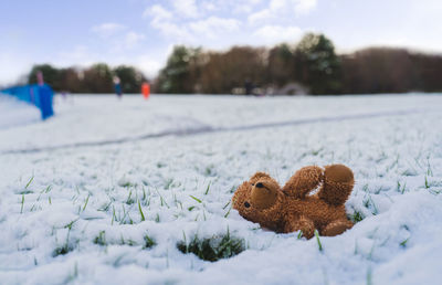 Close-up of snow covered field during winter