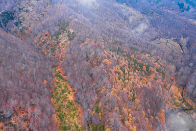 High angle view of trees in forest