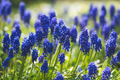 Beautiful flowers, blue grape hyacinth or bluebells, muscari flower in spring