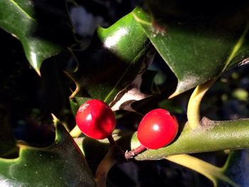 Close-up of cherries growing on plant