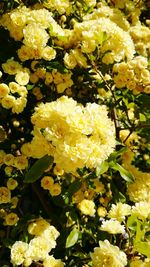 Close-up of yellow flowers