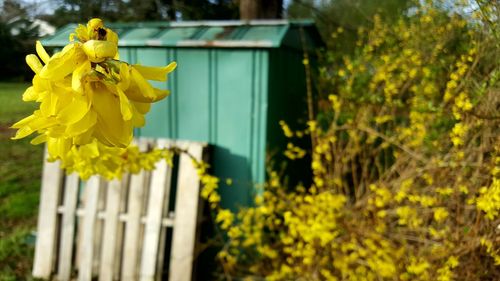 Close-up of yellow flowering plant