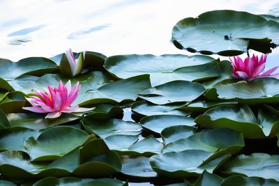 Close-up of water lily in lake