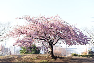 Cherry blossom tree by road against sky