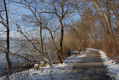 Bare trees on snow covered land