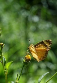 Close-up of butterfly on flower