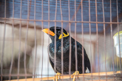 Close-up of bird perching in cage