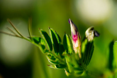 Close-up of purple flower buds