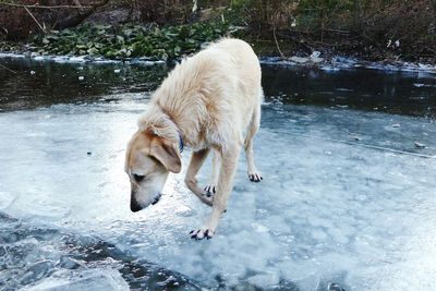 Dog on wet lake
