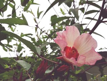 Close-up of pink flower