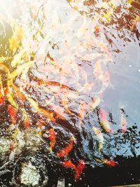 High angle view of koi carps swimming in water