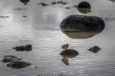 Ducks on rock in lake