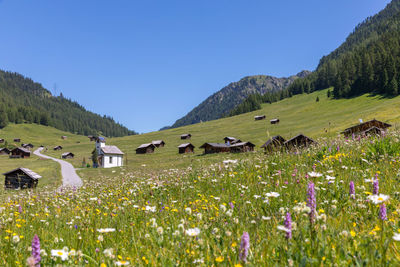 Scenic view of grassy field against clear sky