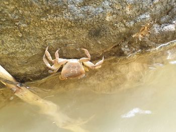 Close-up of crab on rock