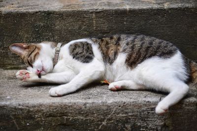 Cat lying on ground