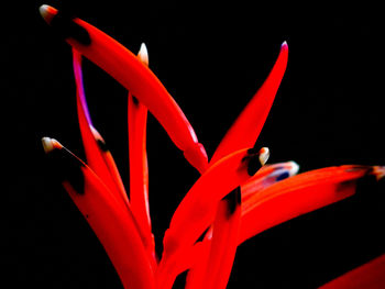 Close-up of red flowers against black background